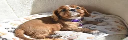 Cavalier King Charles Spaniel dogs for sale: FULLY HEALTH TESTED KC CAVALIERS PUPPIES - Advert 17