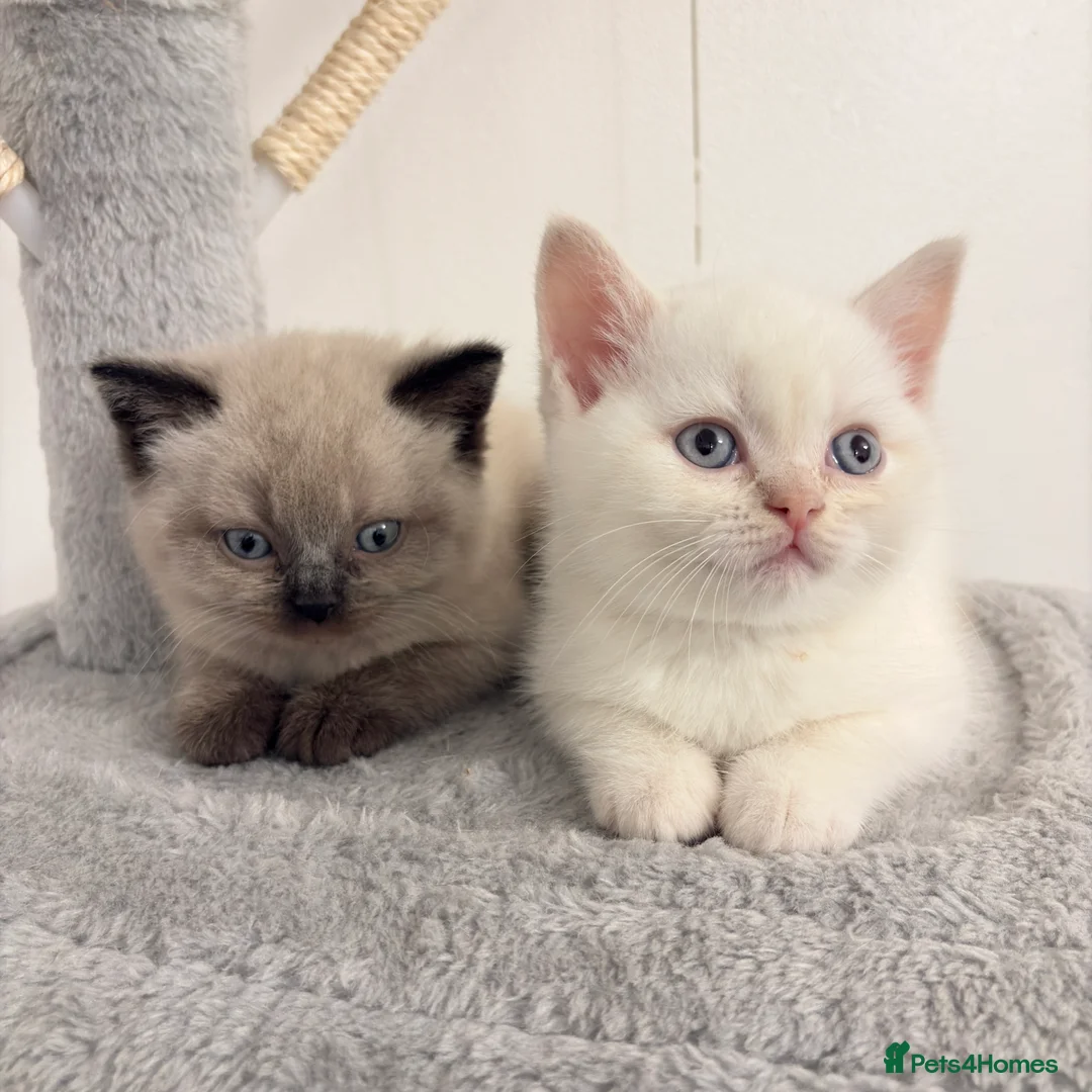 British Shorthair cats for sale: Stunning BSH Colourpoint Kitten GCCF Registered - Advert 12