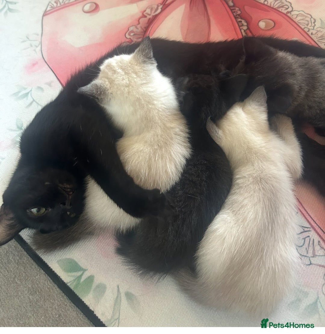 British Shorthair cats for sale: BEAUTIFUL BRITISH SHORTHAIR KITTENS  - Image 7