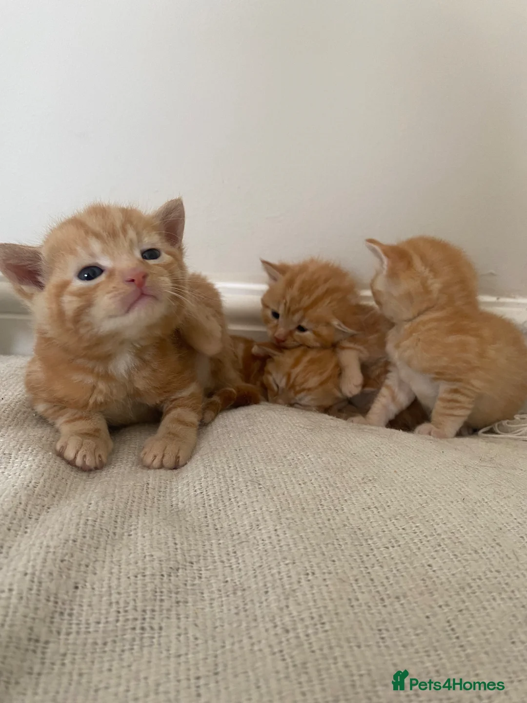 British Shorthair cats for sale: 5 kittens for sale in York - Advert 19
