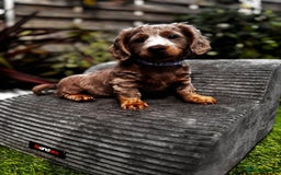 Miniature Dachshund dogs for sale: 💗 READY TO LEAVE - K.C MINIATURE DACHSHUND 💗 - Image 13