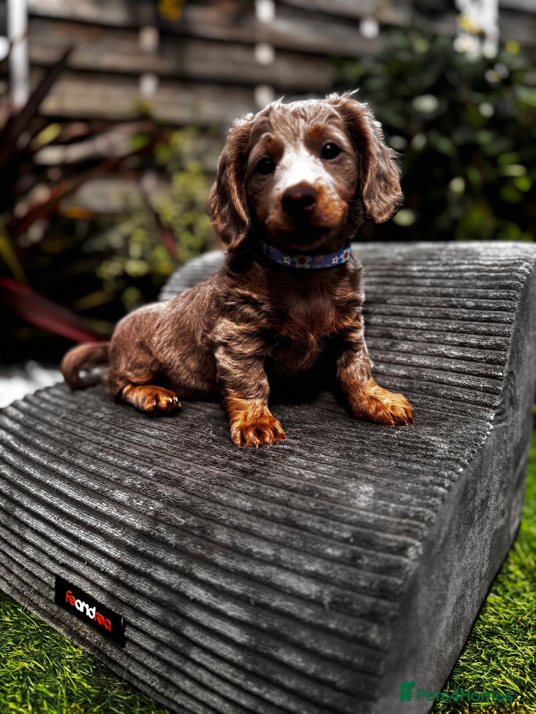 Miniature Dachshund dogs for sale: 💗 READY TO LEAVE - K.C MINIATURE DACHSHUND 💗 - Image 13