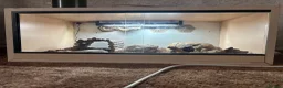 Python Snake reptiles for sale: Python snake for sale in Bath - Advert 4