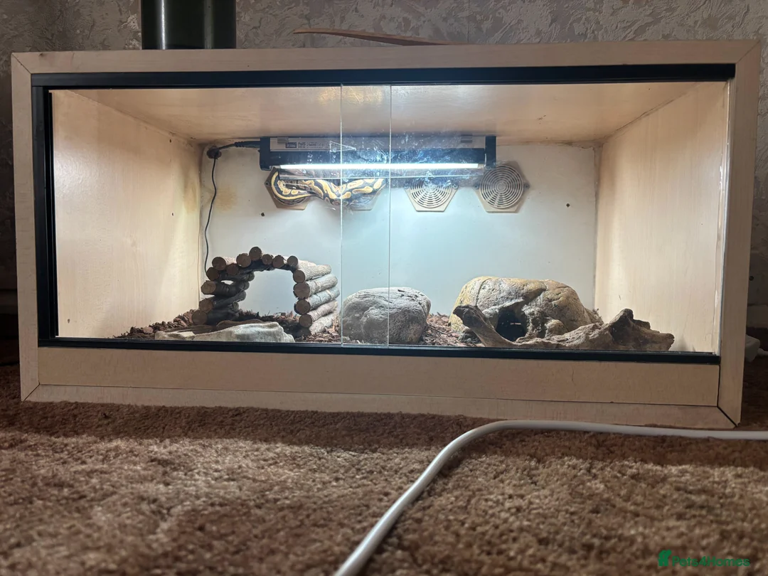 Python Snake reptiles for sale: Python snake for sale in Bath - Advert 4