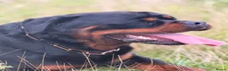 Rottweiler dogs for stud: BEAUTIFUL OLD TYPE BIG BONED ROTTIE! For stud - Advert 5