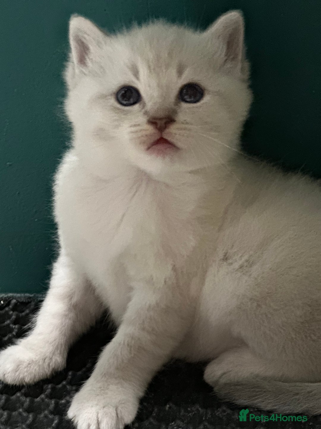 Ragdoll cats for sale: Pedigree Ragdoll kittens for sale - Advert 8