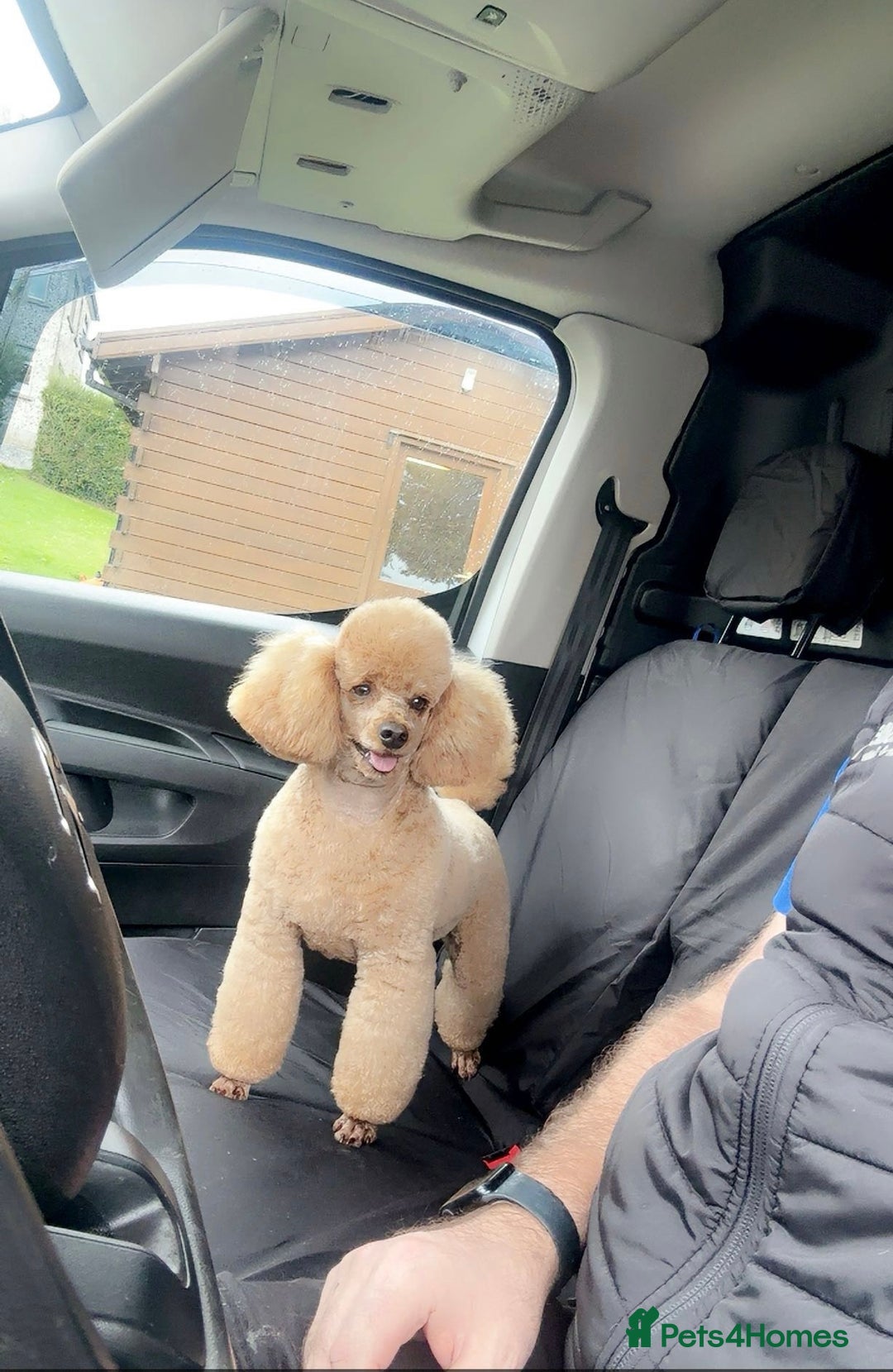 Toy Poodle dogs for sale: Stunning Toy poodles  - Image 9