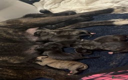 Mixed Breed dogs for sale: american akits cross cane corso pups for sale  - Image 4
