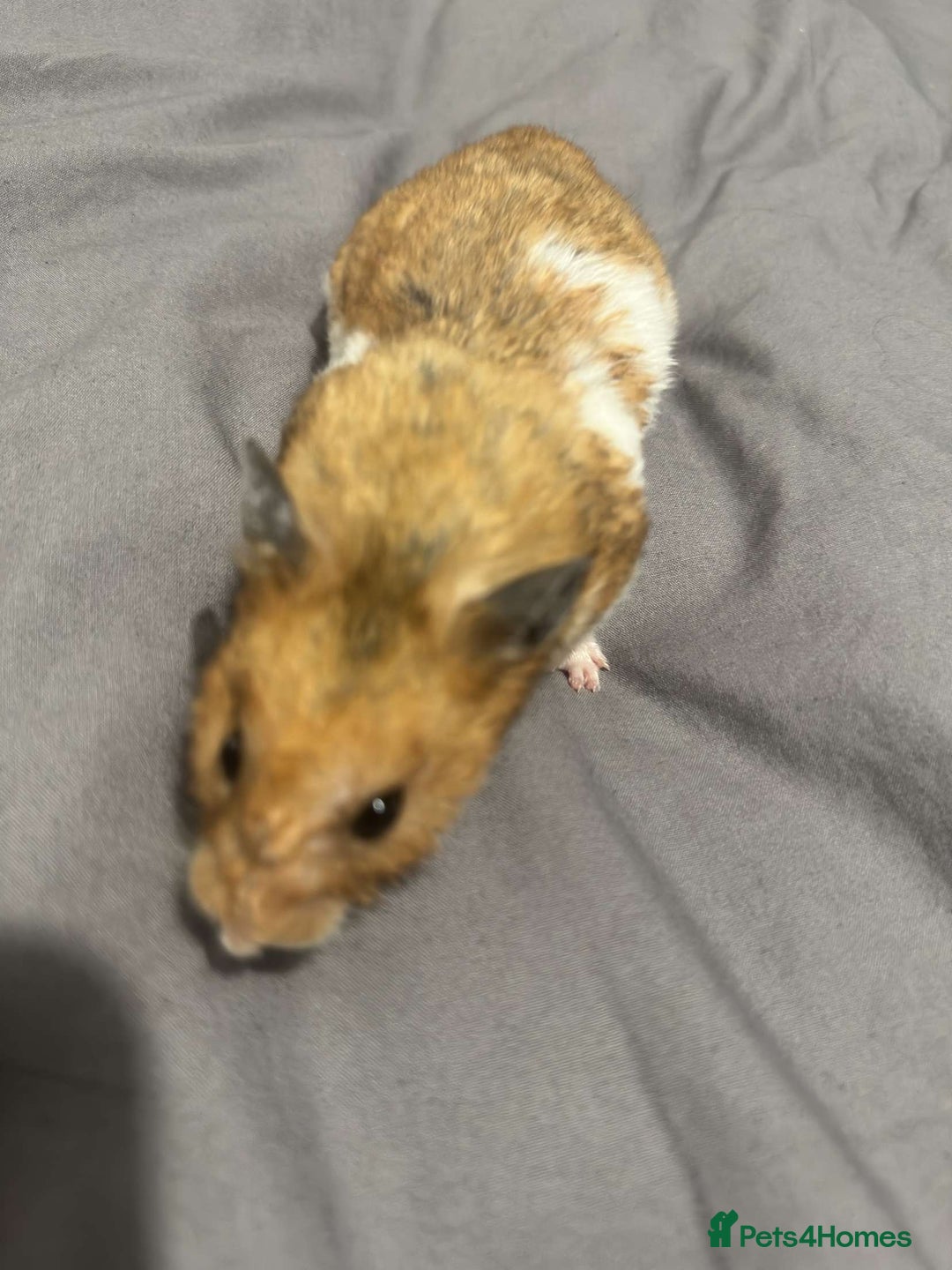 Hamster rodents for sale: Gorgeous 1 year old Syrian Hamster - Image 5
