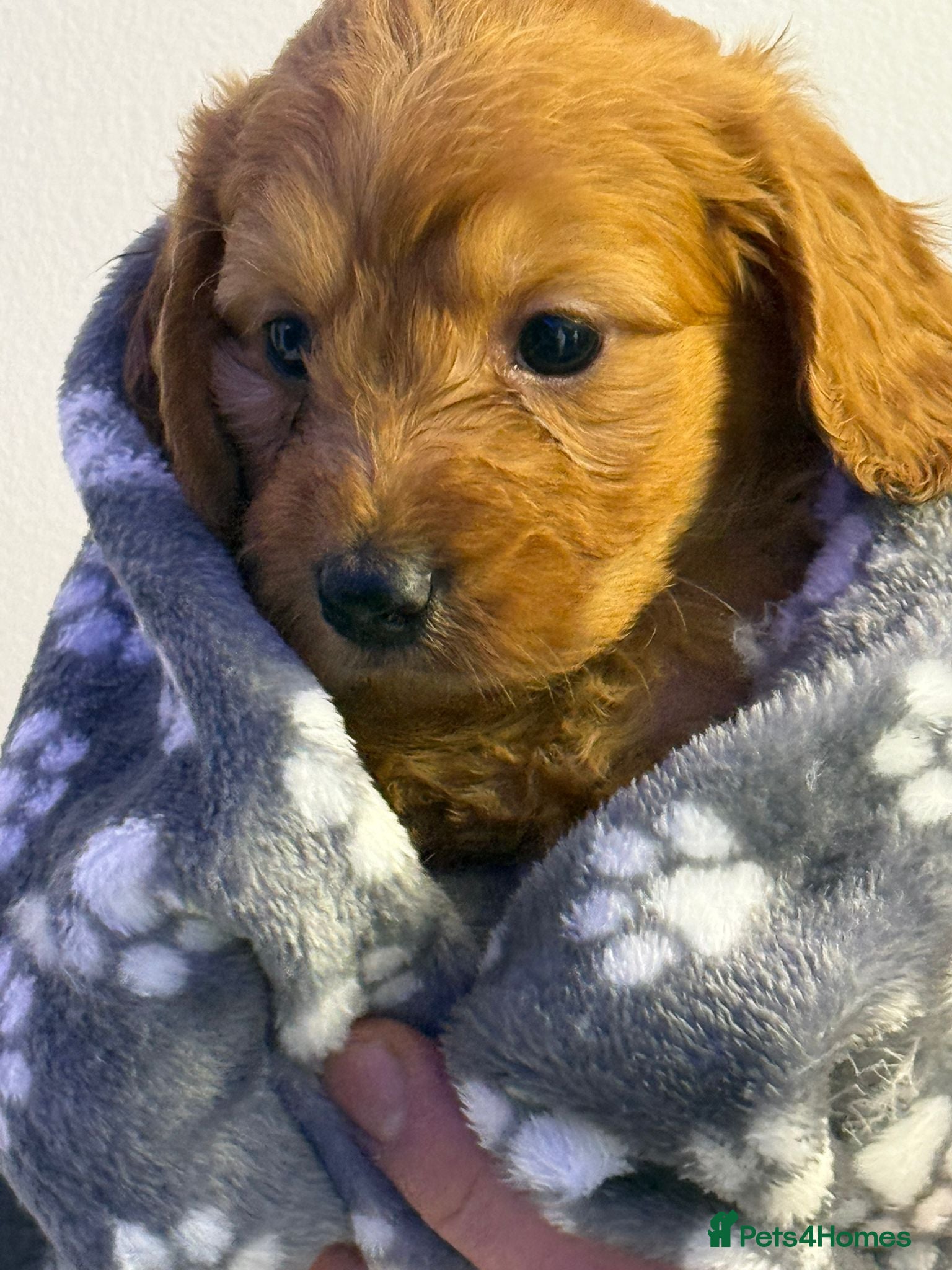 Cockapoo dogs Gorgeous cockapoo puppies - Advert 6