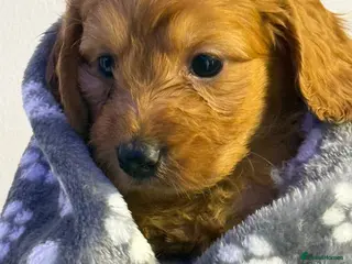 Cockapoo dogs Gorgeous cockapoo puppies - Advert 6