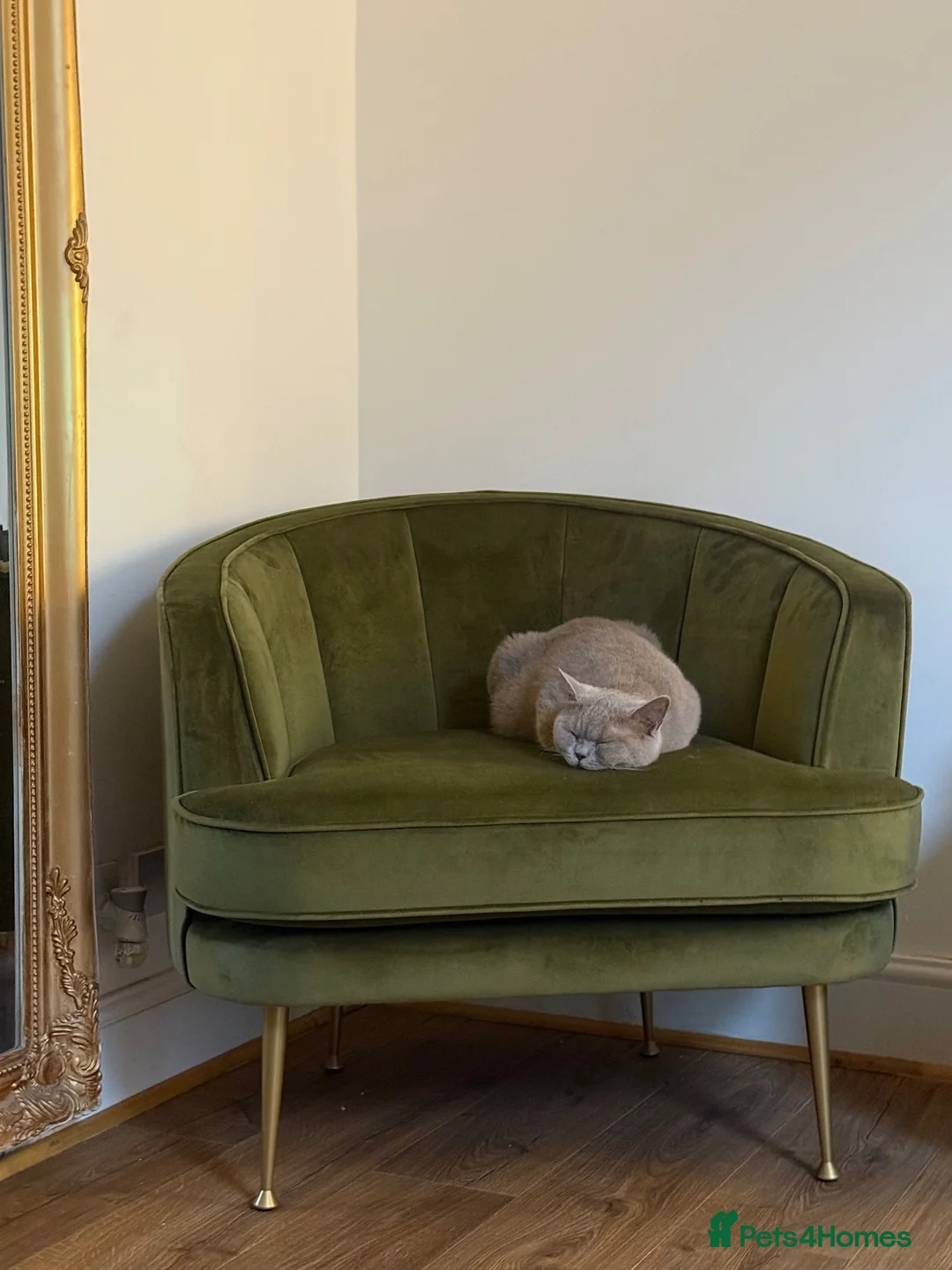 British Shorthair cats for sale: Lilac British shorthair female  - Advert 4