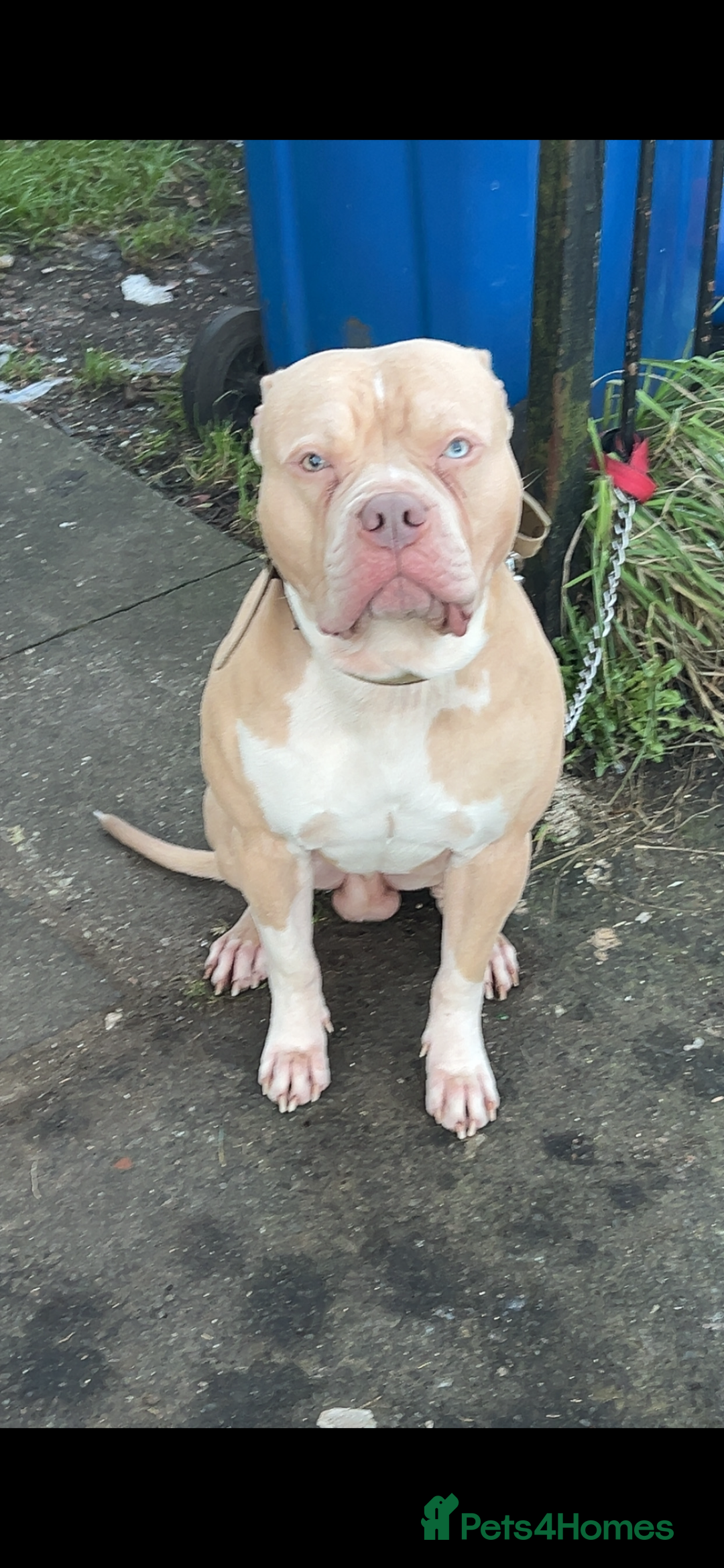 American Bulldog dogs for stud: American bulldog X for stud  - Advert 2