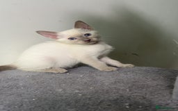 Siamese cats for sale: Beautiful Siamese Kittens - Advert 16