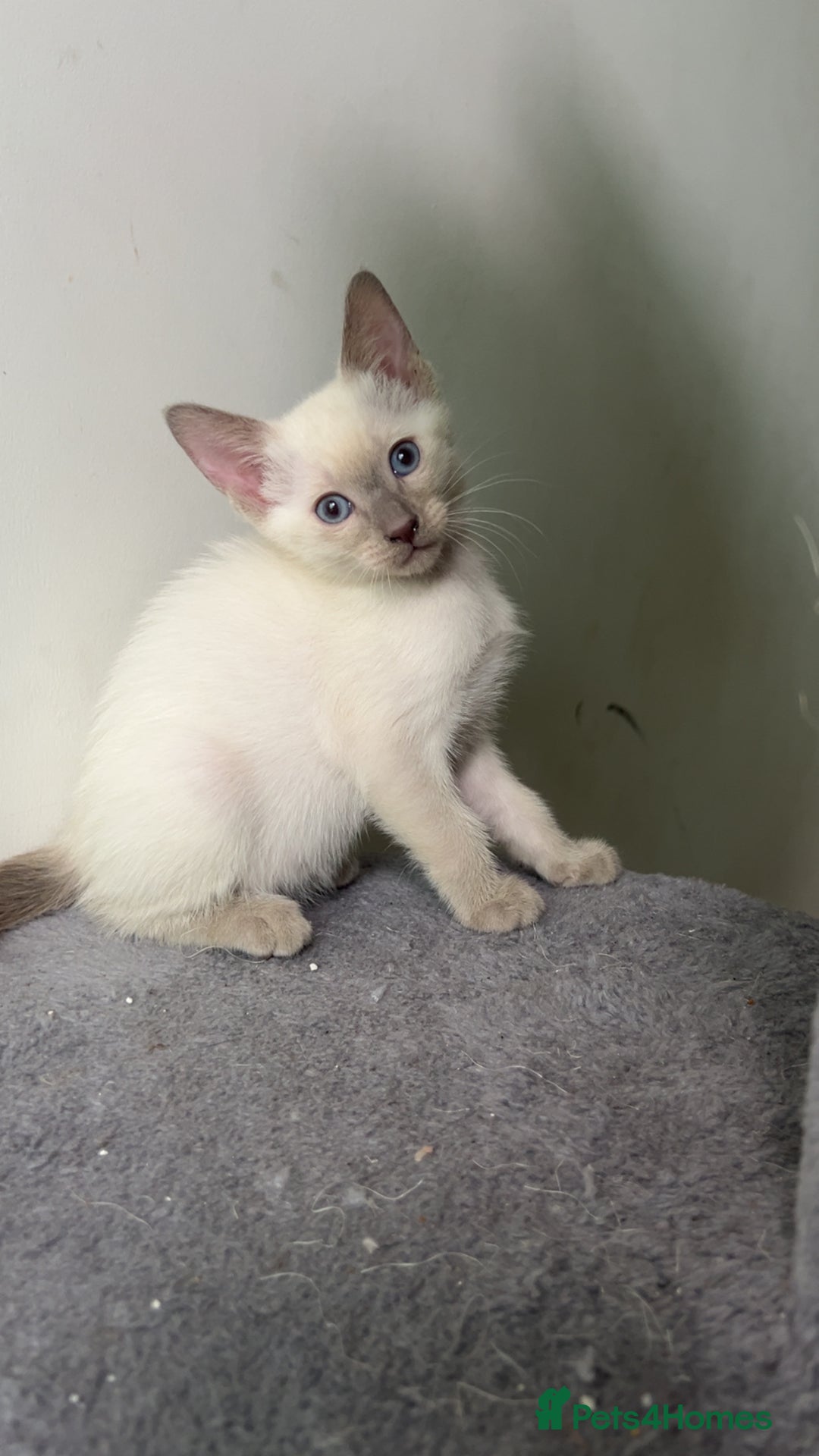 Siamese cats for sale: Beautiful Siamese Kittens - Advert 16