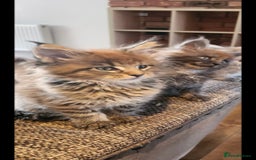 Maine Coon cats for sale: Maine coon pedigree kittens  - Image 19
