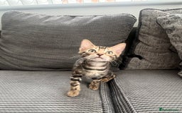 Bengal cats for sale: Stunning full pedigree bengal kittens *READY*  - Image 17