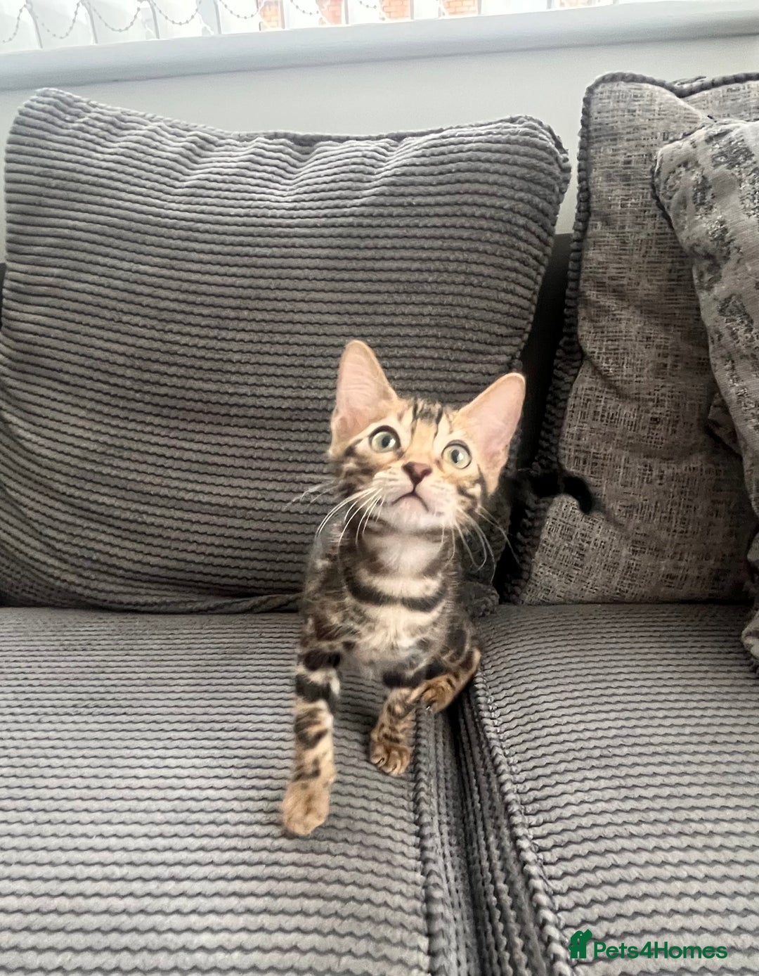 Bengal cats for sale: Stunning full pedigree bengal kittens *READY*  - Image 17