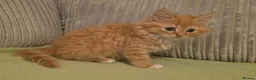 Mixed Breed cats for sale: Fluffy Ginger Boy - Advert 5