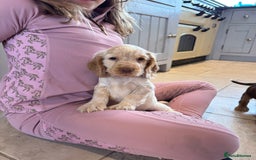 Cocker Spaniel dogs for sale: Gorgeous KC Show cocker spaniels  - Image 16
