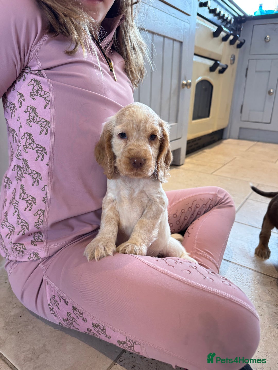 Cocker Spaniel dogs for sale: Gorgeous KC Show cocker spaniels  - Image 16