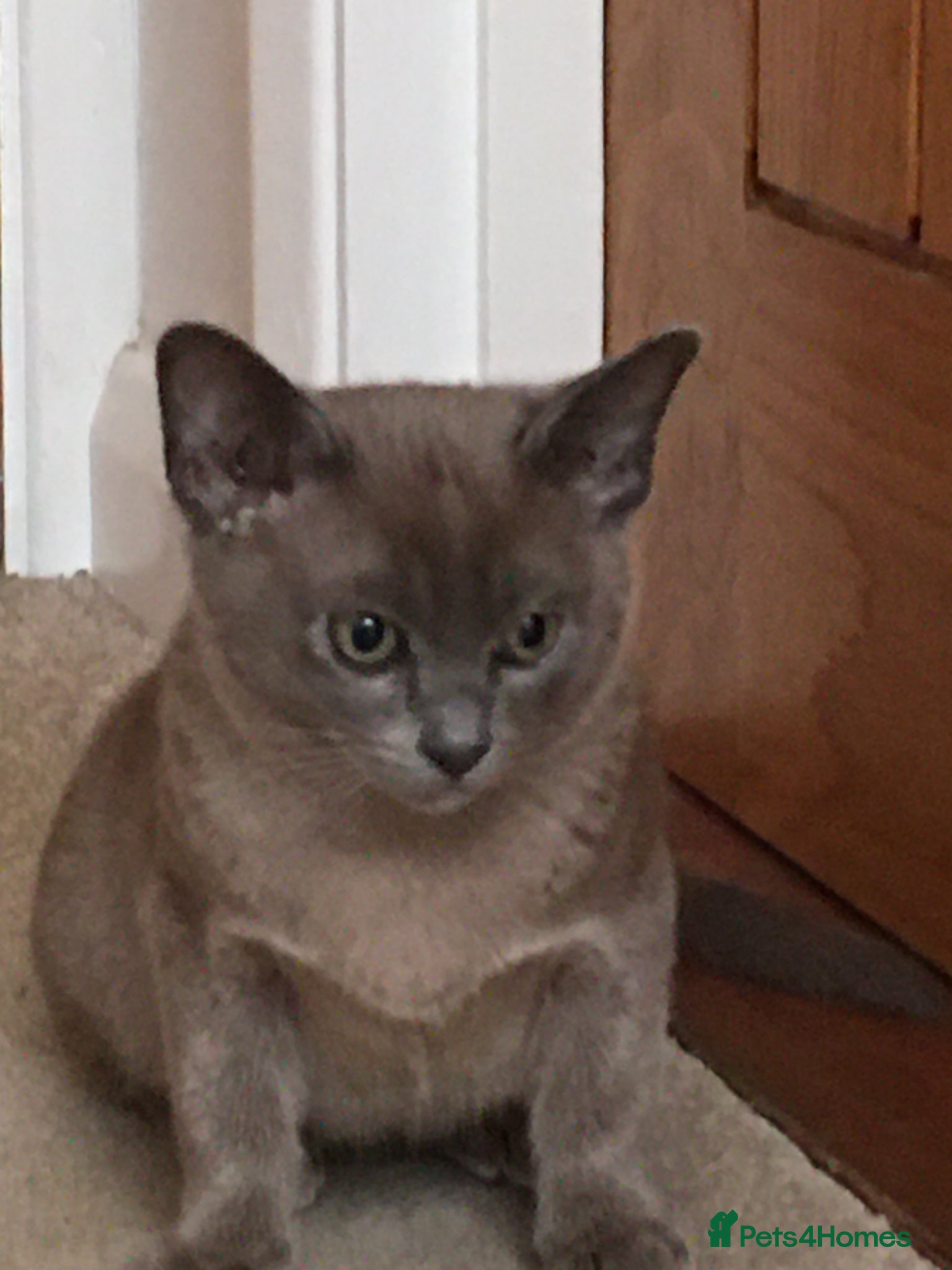 Burmese cats for sale: Burmese kittens  - Advert 3
