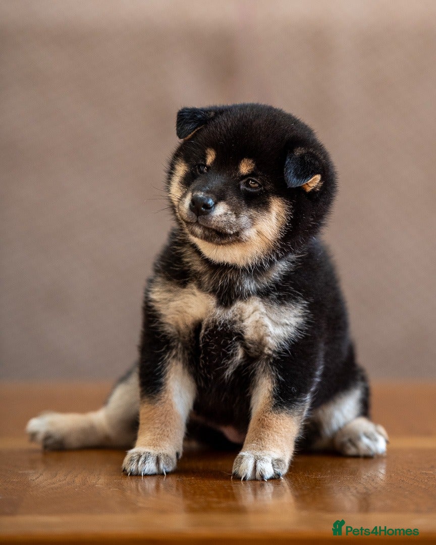 Japanese Shiba Inu dogs Exclusive Japanese Shiba Inu Puppies  🇯🇵 - Advert 3