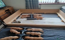 Labrador Retriever dogs for sale: Stunning KC registered labrador puppies in Hawick - Image 3