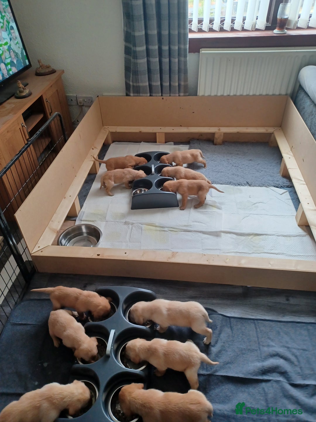 Labrador Retriever dogs for sale: Stunning KC registered labrador puppies in Hawick - Image 3