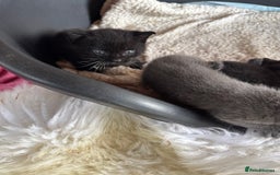 Mixed Breed cats for sale: Kittens for sale - Image 8