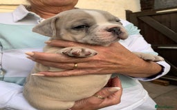 French Bulldog dogs for sale: French bulldog puppies with lilac and merle  - Image 3