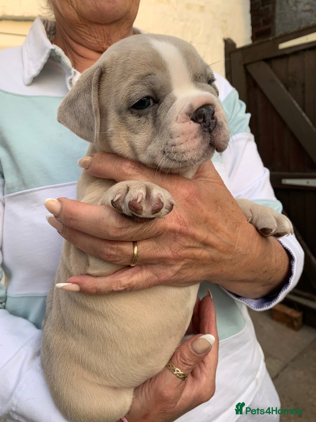 French Bulldog dogs for sale: French bulldog puppies with lilac and merle  - Image 3
