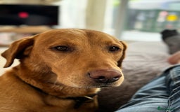 Labrador Retriever dogs for sale: KC Lab puppies - Image 12
