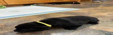 Labrador Retriever 2
