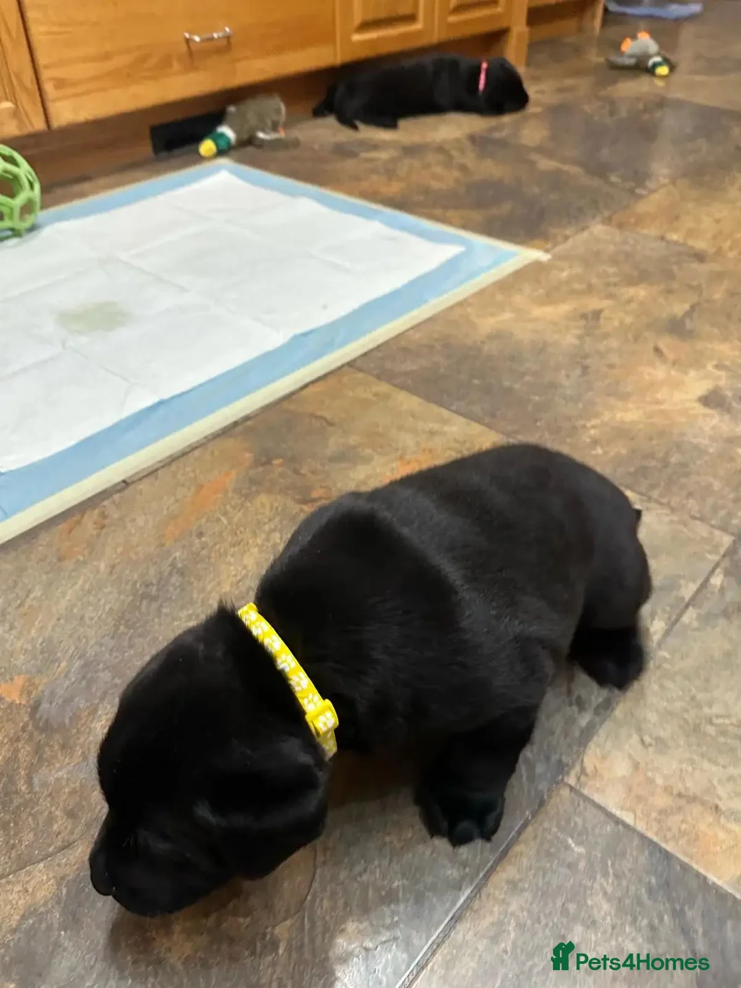 Labrador Retriever dogs for sale: Up-still  labrador retriever - Advert 10