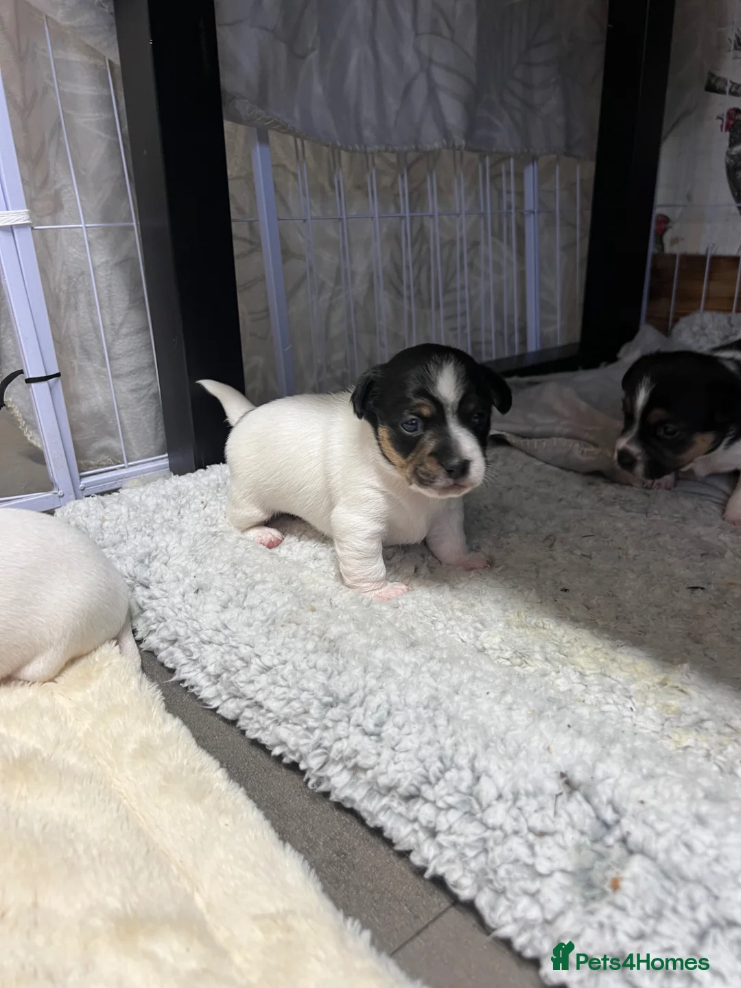 Jack Russell dogs for sale: Lovely chunky jack Russell’s  - Advert 23