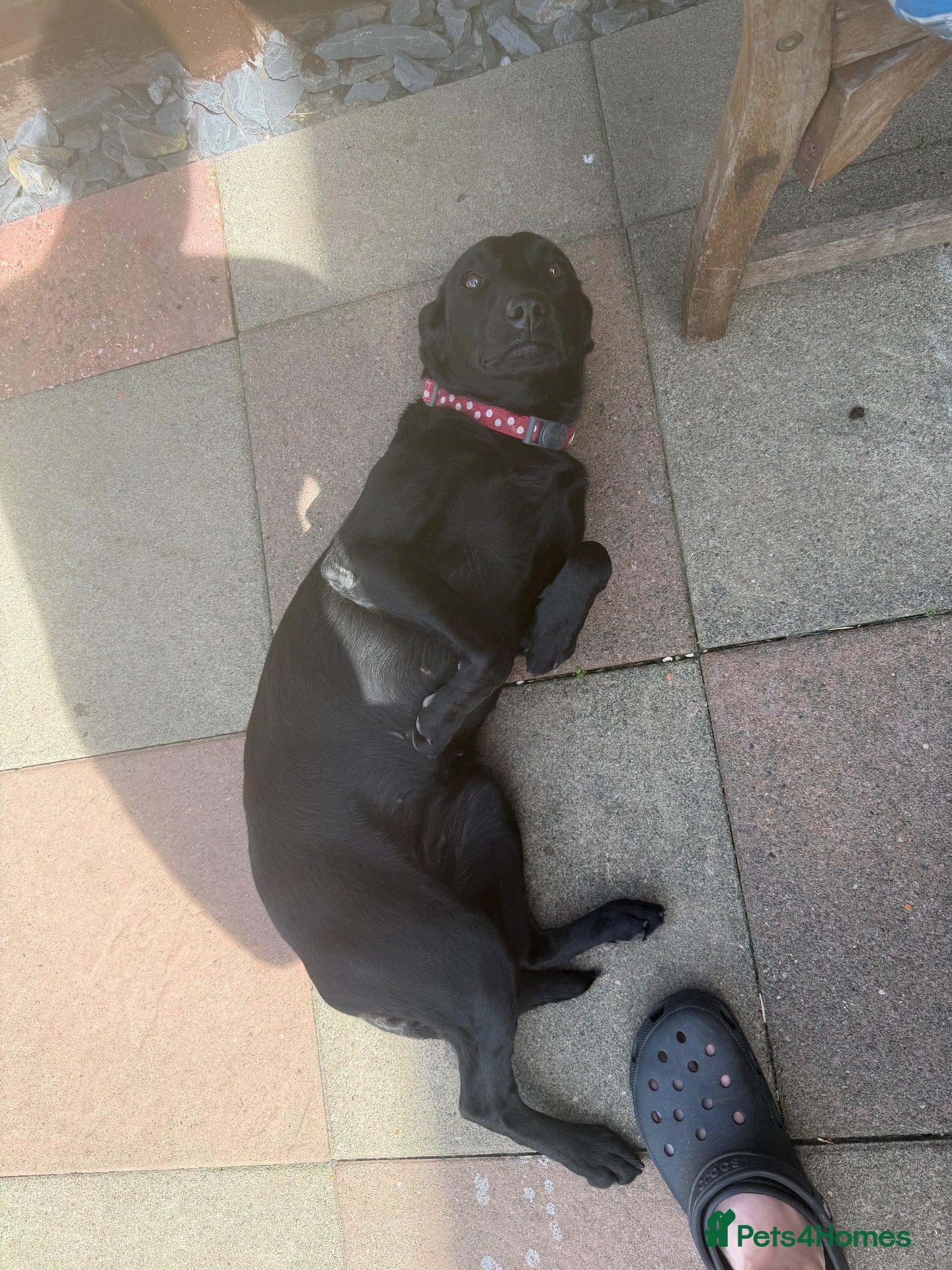 Labradoodle dogs Rosie - Advert 4
