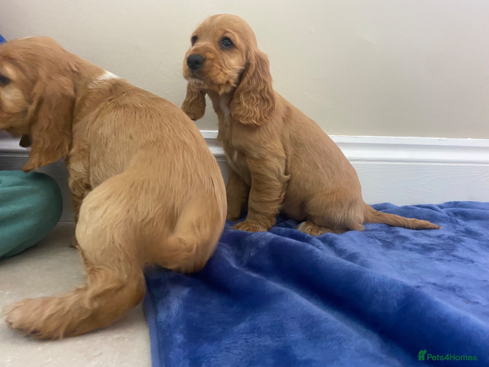 Cocker Spaniel dogs Adorable golden and balck and tan cocker spaniels  - Advert 2
