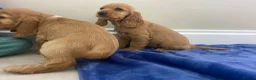 Cocker Spaniel dogs for sale: Adorable golden and balck and tan cocker spaniels  in Llanon - Advert 3
