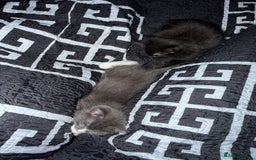 Ragdoll cats for sale: Beautiful ragdoll x domestic shorthair kittens - Image 14