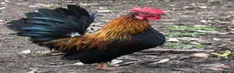 Chickens poultry for sale: Aseel / Cross Cockerel hatched 2026 - Advert 11
