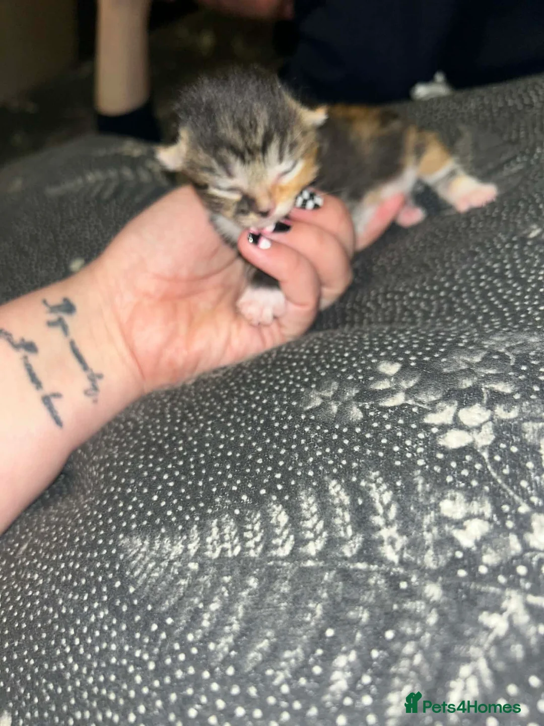 Mixed Breed cats for sale: Kittens  - Advert 2