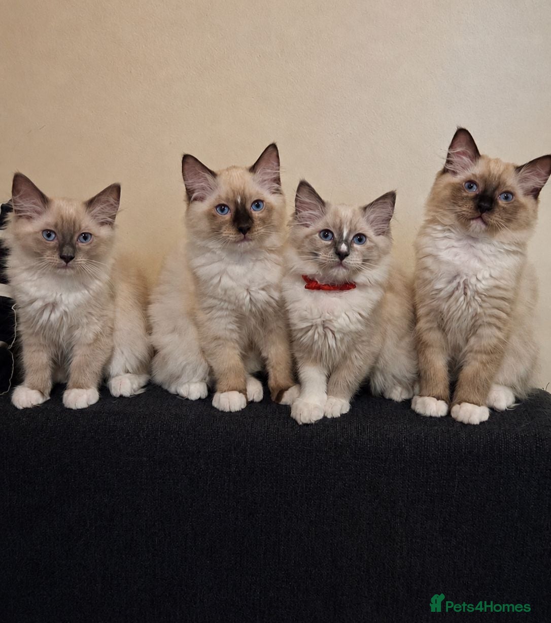 Ragdoll cats Fluffy Ragdoll Kittens  - Advert 15