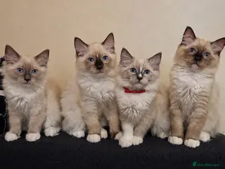 Ragdoll cats Fluffy Ragdoll Kittens - Advert 15