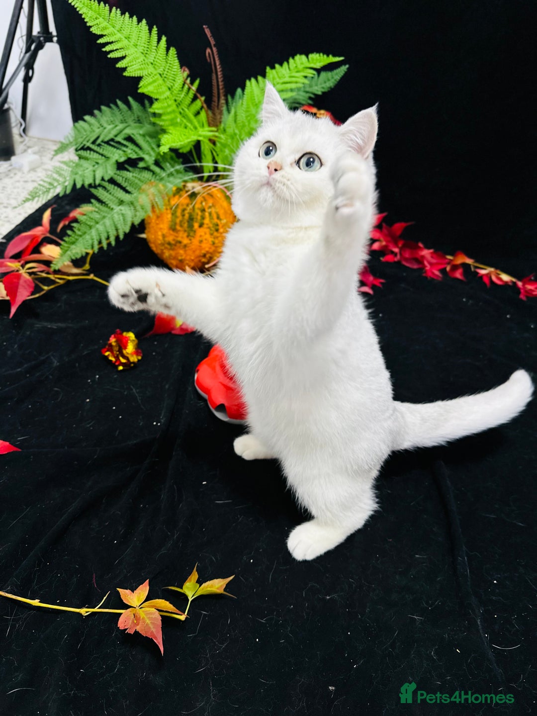 British Shorthair cats for sale: Tica British short hair kittens  - Image 24
