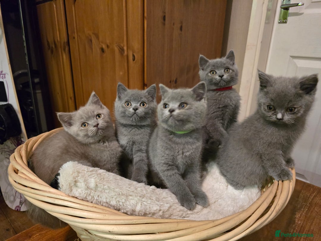 Scottish Fold cats for sale: Scottish fold /straight  - Advert 7