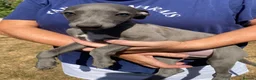 Whippet dogs for sale: Beautiful blue/brindle Whippets  - Advert 26