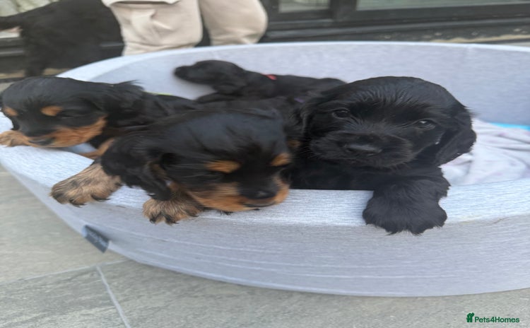 Cocker Spaniel dogs - Advert 1