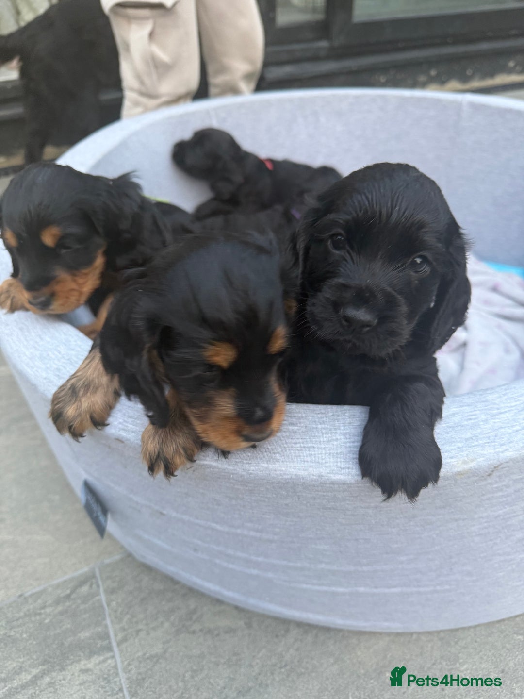 Cocker Spaniel dogs for sale: ****only 2 left****Stunning cocker puppies - Image 8