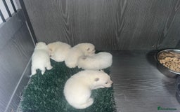 Japanese Spitz dogs for sale: Beautiful Japanese Spiltz - Image 2